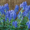 Aconitum X Cammarum Blue Lagoon Eisenhut Ca. 11x11 cm Topf