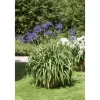 Agapanthus Africanus Schmucklilie Blau Ca 9x9 cm Topf