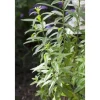 Aloysia Triphylla Zitronenverbene Ca. 9x9 cm Topf
