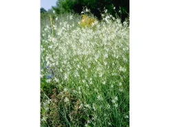 Anthericum Ramosum Ästige Graslilie Ca. 9x9 cm Topf