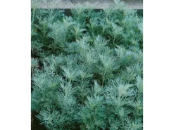 Artemisia Abrotanum Maritima Eberraute Ca. 11x11 cm Topf
