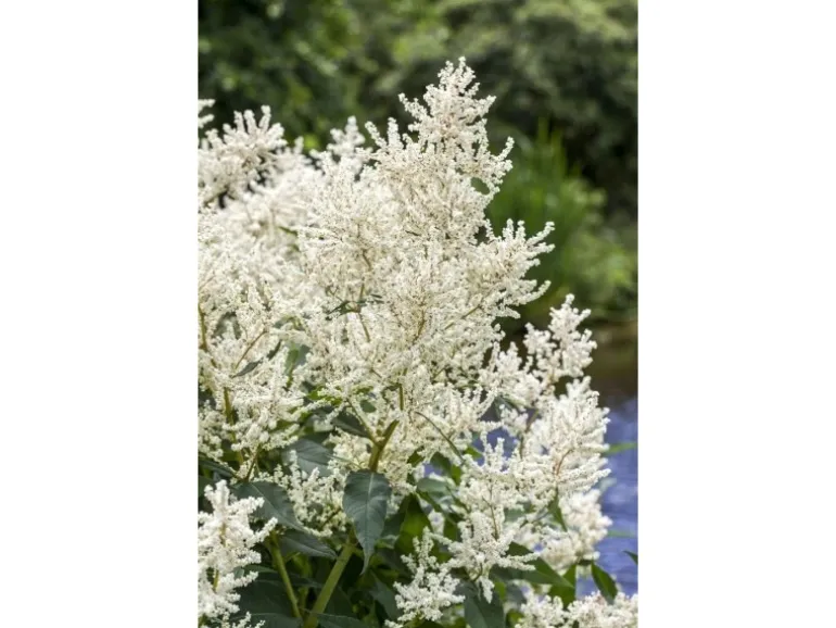 Aruncus Dioicus Waldgeißbart Ca. 11x11 cm Topf