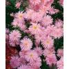 Aster Novi-belgii Rosaperle Glattblattaster Ca. 9x9 cm Topf