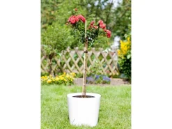 Bambusstab 60 cm Ø ca. 0,5 cm