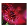 Banjado Herdabdeckplatte Glas 1 Teilig 60x52CM Schneidebrett Herdabdeckung Mit Motiv Rote Dahlien