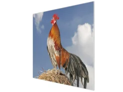 Banjado Herdabdeckplatte Glas 1 Teilig 60x52CM Schneidebrett Herdabdeckung Mit Motiv Hahn