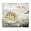 Banjado Herdabdeckplatte Glas 1 Teilig 60x52CM Schneidebrett Herdabdeckung Mit Motiv White Roses