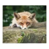 Banjado Herdabdeckplatte Glas 1 Teilig 60x52CM Schneidebrett Herdabdeckung Mit Motiv Fuchs Relax