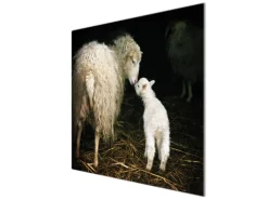 Banjado Herdabdeckplatte Glas 1 Teilig 60x52CM Schneidebrett Herdabdeckung Mit Motiv Schaf Und Lamm