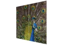 Banjado Herdabdeckplatte Glas 2 Teilig Je 30x52CM Schneidebrett Herdabdeckung Mit Motiv Pfau