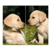 Banjado Herdabdeckplatte Glas 2 Teilig Je 30x52CM Schneidebrett Herdabdeckung Mit Motiv Labrador
