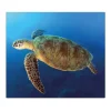 Banjado Herdabdeckplatte Glas 1 Teilig 60x52CM Schneidebrett Herdabdeckung Mit Motiv Wasserschildkröte