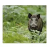 Banjado Herdabdeckplatte Glas 1 Teilig 60x52CM Schneidebrett Herdabdeckung Mit Motiv Wildschwein