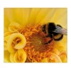 Banjado Herdabdeckplatte Glas 1 Teilig 60x52CM Schneidebrett Herdabdeckung Mit Motiv Hummel