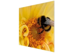 Banjado Herdabdeckplatte Glas 1 Teilig 60x52CM Schneidebrett Herdabdeckung Mit Motiv Hummel