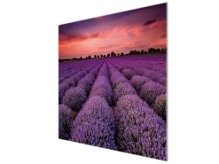 Banjado Herdabdeckplatte Glas 1 Teilig 60x52CM Schneidebrett Herdabdeckung Mit Motiv Lavendelfeld