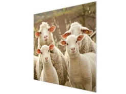 Banjado Herdabdeckplatte Glas 1 Teilig 60x52CM Schneidebrett Herdabdeckung Mit Motiv Schaffamilie