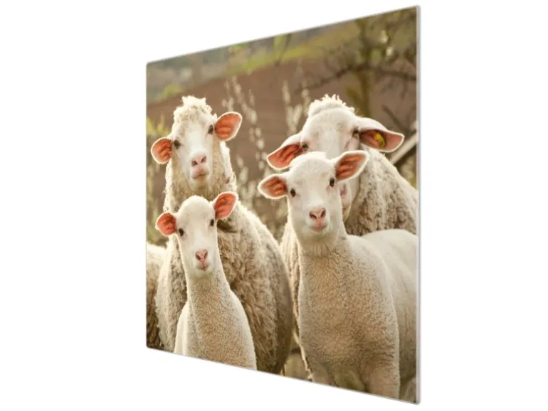 Banjado Herdabdeckplatte Glas 1 Teilig 60x52CM Schneidebrett Herdabdeckung Mit Motiv Schaffamilie