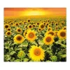 Banjado Herdabdeckplatte Glas 1 Teilig 60x52CM Schneidebrett Herdabdeckung Mit Motiv Sonnenblumenmeer