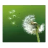 Banjado Herdabdeckplatte Glas 1 Teilig 60x52CM Schneidebrett Herdabdeckung Mit Motiv Pusteblume