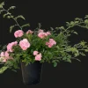 Baumfink Bodendeckerrose The Fairy im Topf