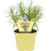 Blu Bio-Currykraut Topf-Ø ca. 12 cm Helichrysum
