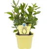 Blu Lorbeerbaum Topf-Ø ca. 12 cm