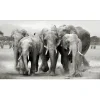 Deco Panel Anonymus Elephant Herd 117 cm x 49 cm