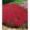 Dianthus Deltoides Brillant Heide Nelke Ca. 9x9 cm Topf