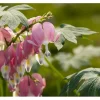 Dicentra Spectabilis Tränendes Herz Ca. 9x9 cm Topf