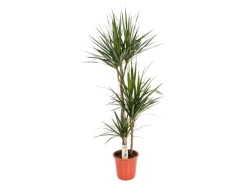Drachenbaum Höhe ca. 115 cm Topf-Ø 24 cm Dracaena marginata