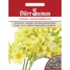 Dürr Samen Wiesen-Schlüsselblume Goldgelbe Nach Honig Duftende Blüten Mehrjährig Saatgut