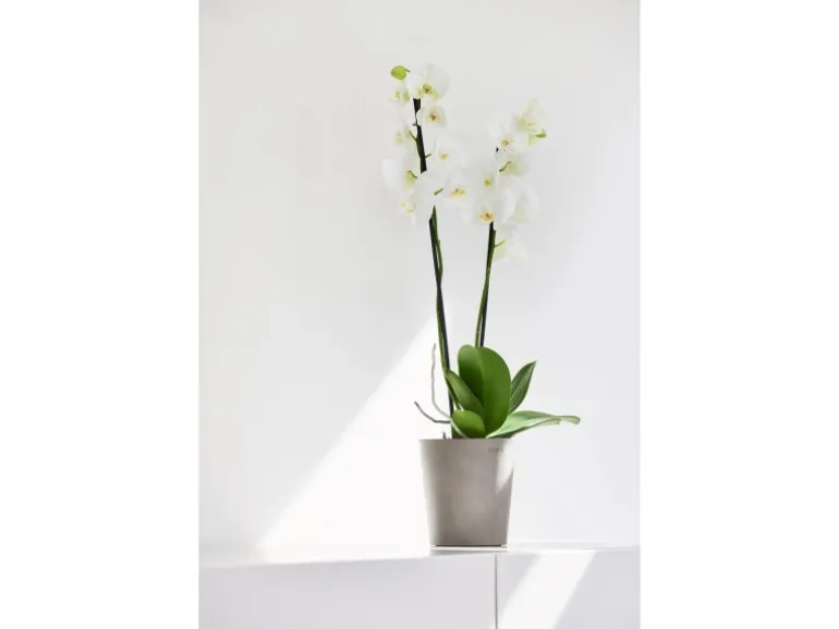 Ecopots Pflanztopf Morinda Braungrau 14,2 cm x 16 cm