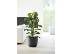 Ecopots Pflanztopf Oslo Dunkelgrau 35 cm x 30,5 cm