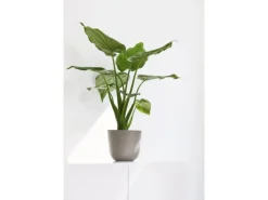 Ecopots Pflanztopf Oslo Mini Braungrau 19 cm x 16,5 cm