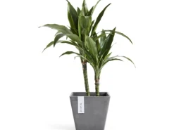 Ecopots Pflanztopf Rotterdam 20 cm x 20 cm x 17,5 cm Grau