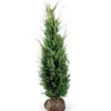 Eibe Set à 15 Stück Höhe ca. 160 - 180 cm Ballenware Taxus baccata