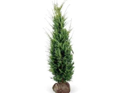 Eibe Set à 15 Stück Höhe ca. 160 - 180 cm Ballenware Taxus baccata