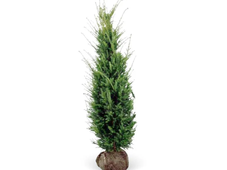 Eibe Set à 15 Stück Höhe ca. 160 - 180 cm Ballenware Taxus baccata