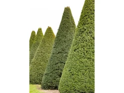 Eibe Set à 15 Stück Höhe ca. 160 - 180 cm Ballenware Taxus baccata