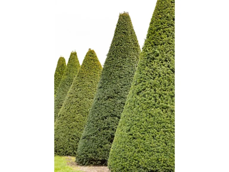 Eibe Set à 15 Stück Höhe ca. 160 - 180 cm Ballenware Taxus baccata