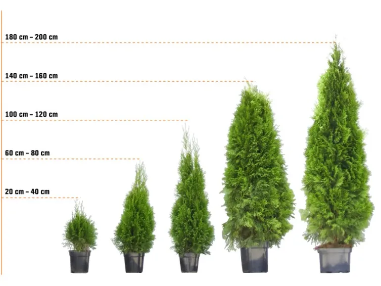 Eibe Set à 15 Stück Höhe ca. 160 - 180 cm Ballenware Taxus baccata