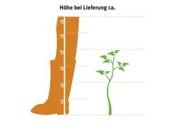Eibe Set à 15 Stück Höhe ca. 160 - 180 cm Ballenware Taxus baccata