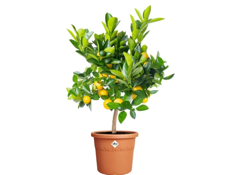 Elho Blumentopf Algarve Cilindro Ø 29 cm x 25 cm Terrakotta
