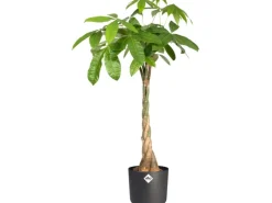 Elho Blumentopf B.For Soft Rund Ø 13,8 cm Anthrazit