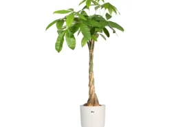 Elho Blumentopf B.For Soft Rund Ø 29,5 cm Weiß