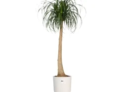Elho Blumentopf B.For Soft Rund Ø 16 cm Weiß