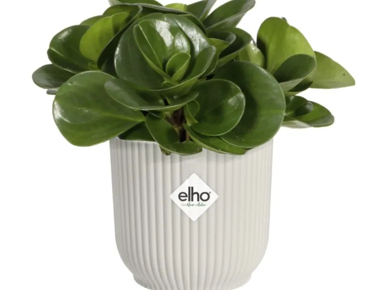 Elho Blumentopf Mini Vibes Ø 9 cm Seidenweiß