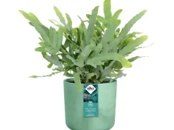 Elho Blumentopf Ocean Collection Ø 18 cm Pazifikgrün