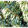 Erica Carnea Isabell Schneeheide Ca. 11x11 cm Topf